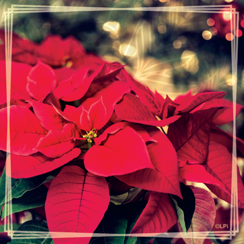 Winter_2_20i2_4c-1800x1800-36be017